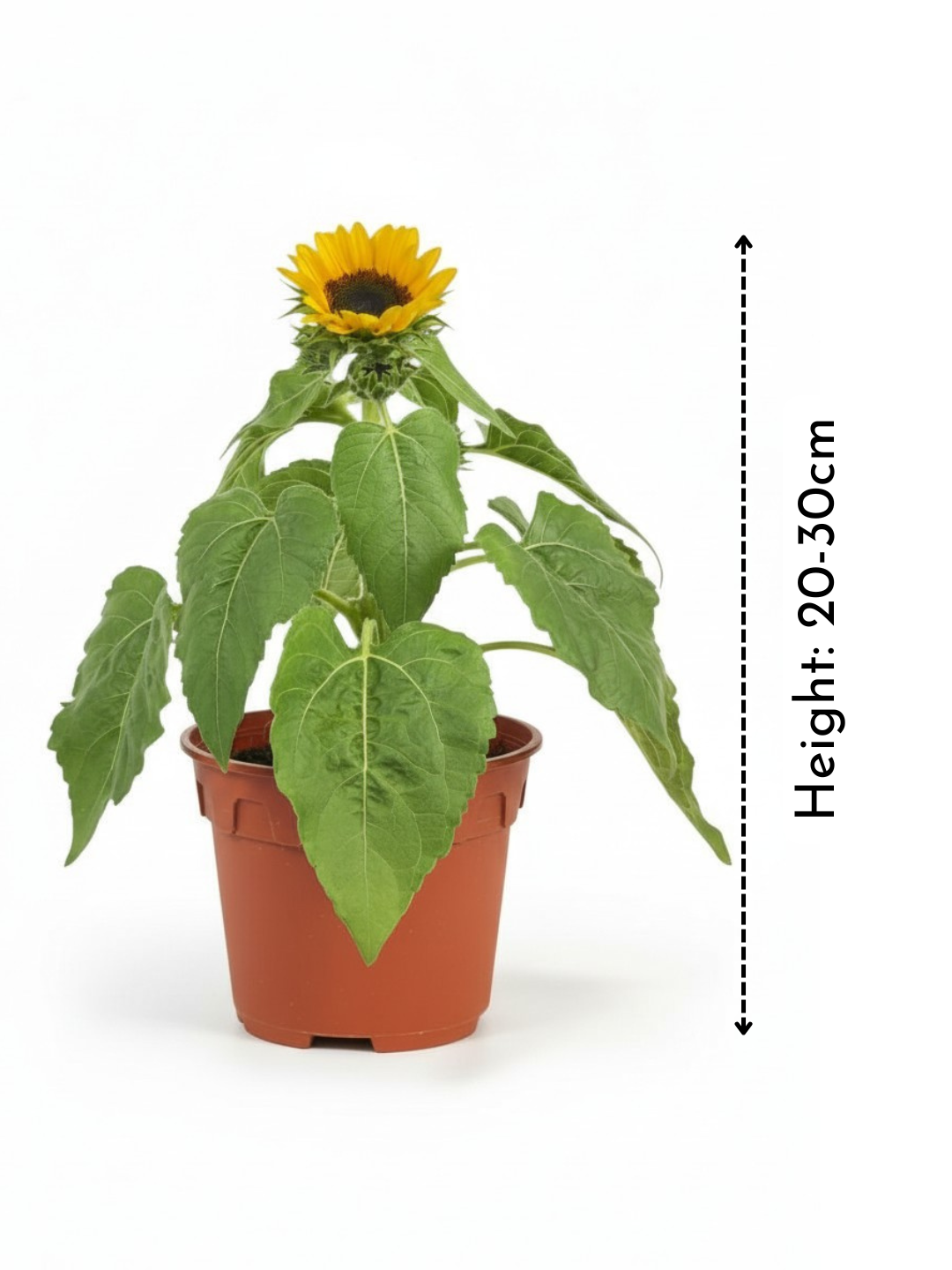 Sunflower Plant