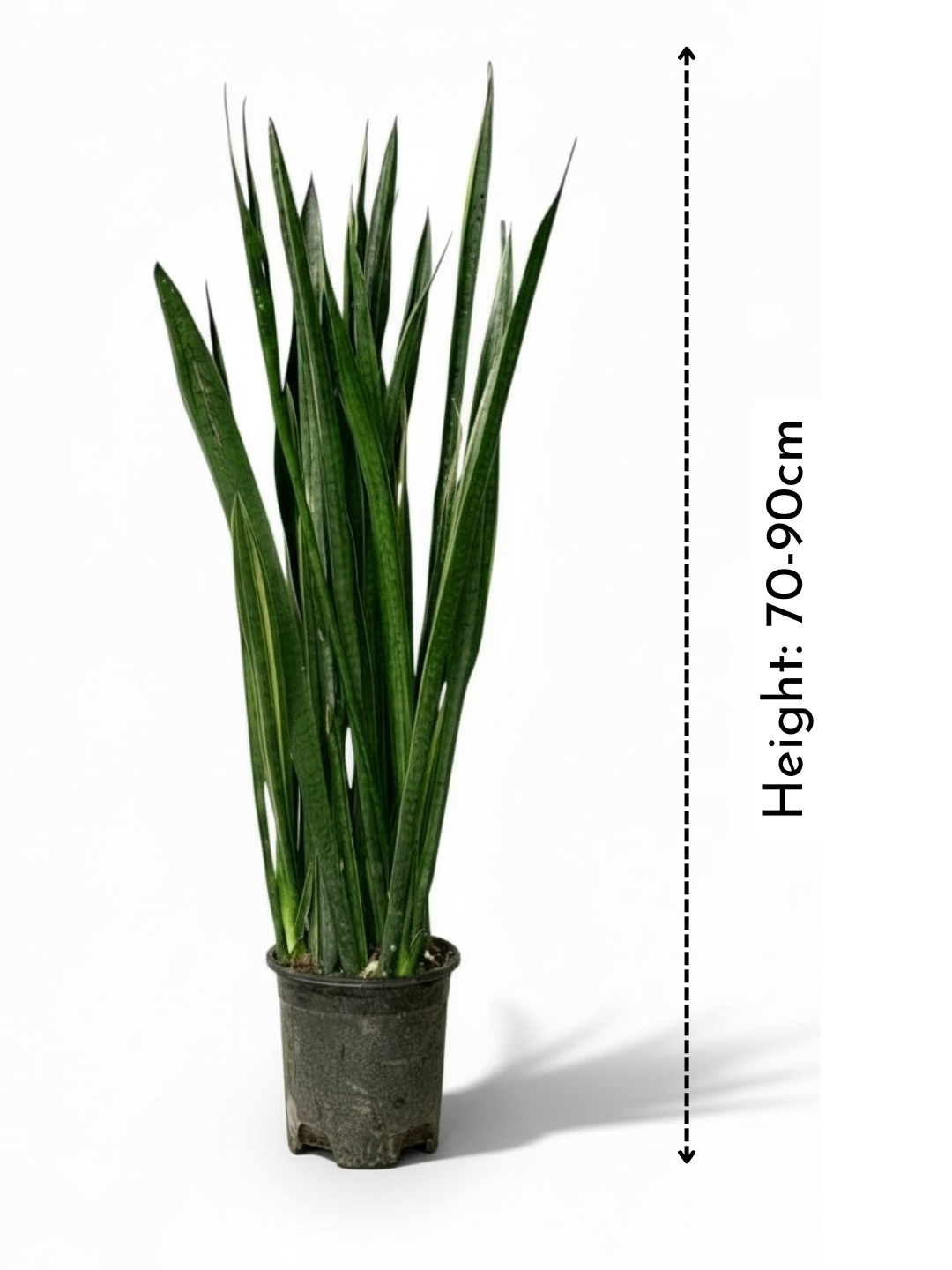Sansevieria Black Gold