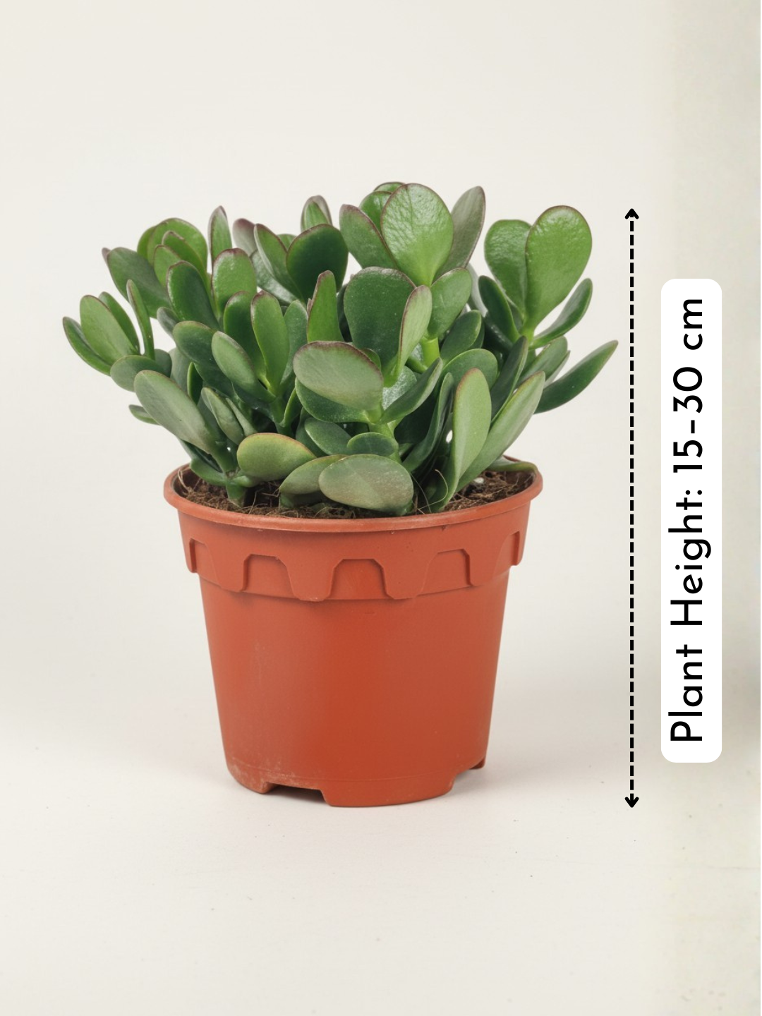 Crassula Ovata - Jade Plant