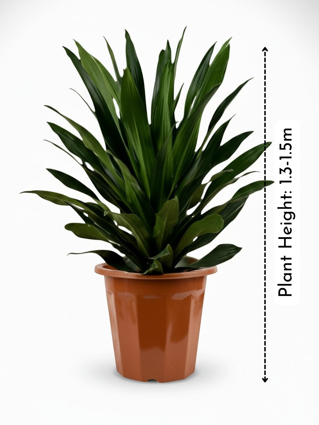 Dracaena Aubryana