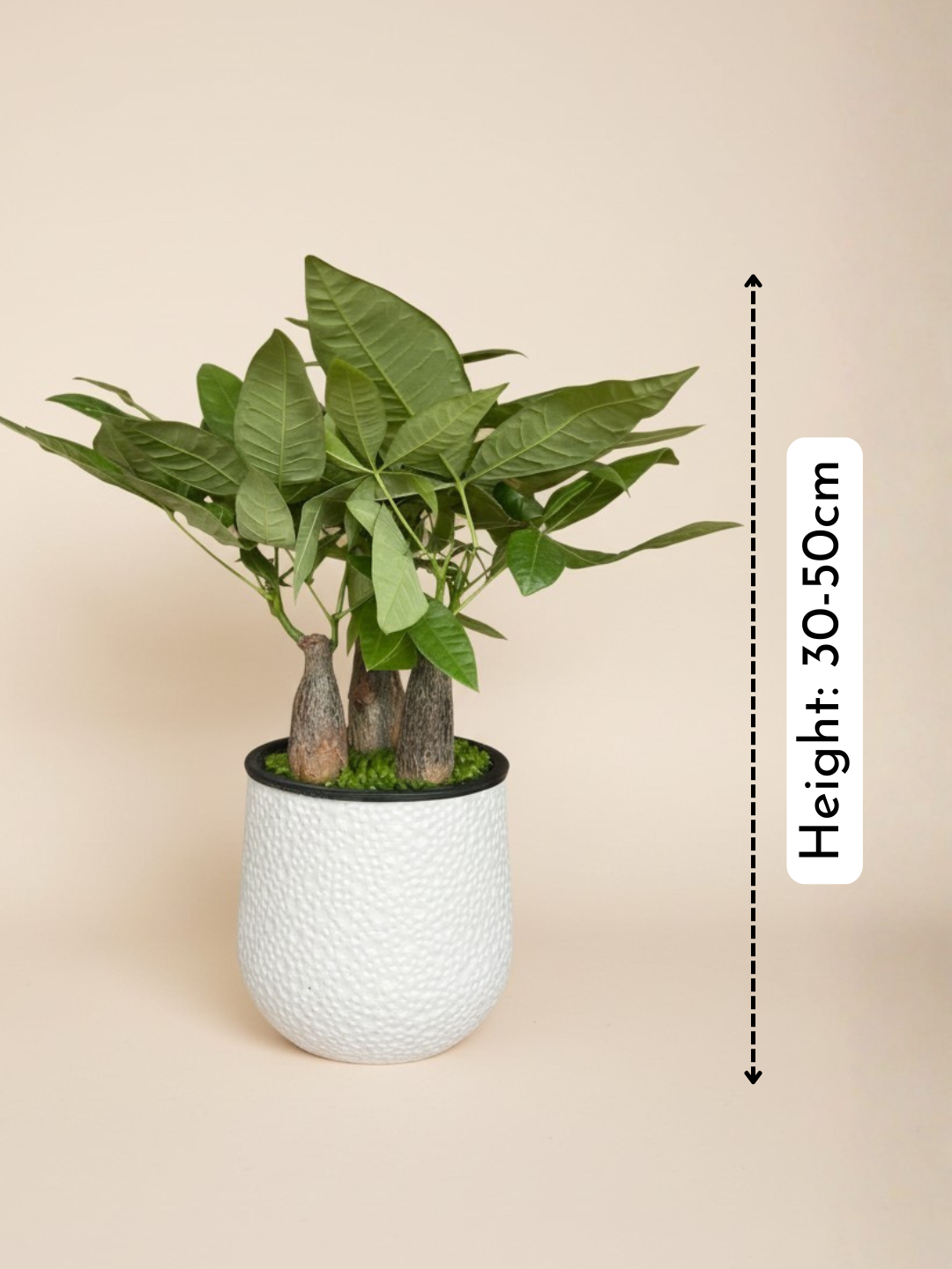 Money Tree Skyrocket HydroEase