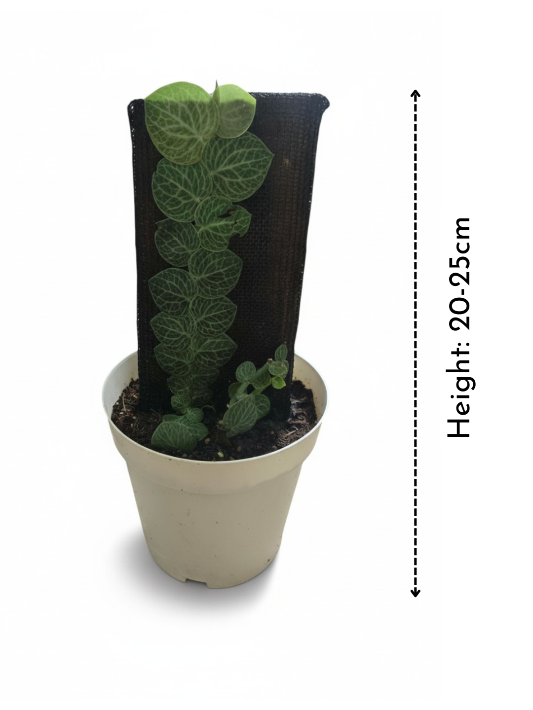 Rhaphidophora Cryptantha - Large