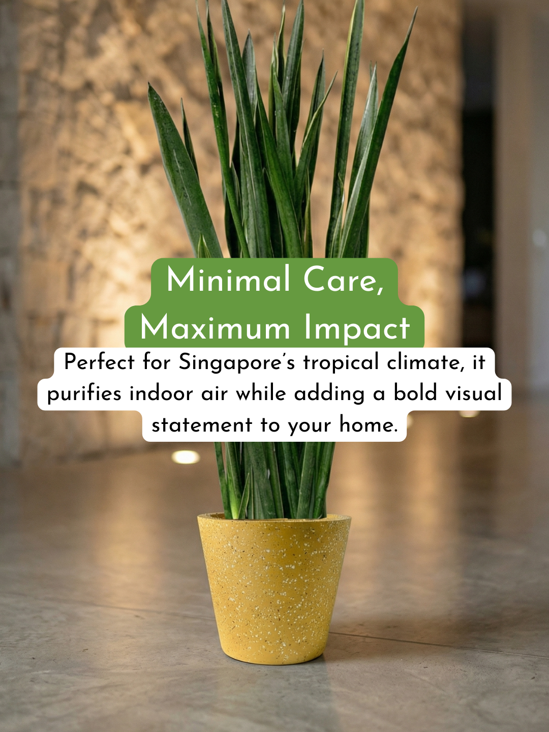 Sansevieria Black Gold