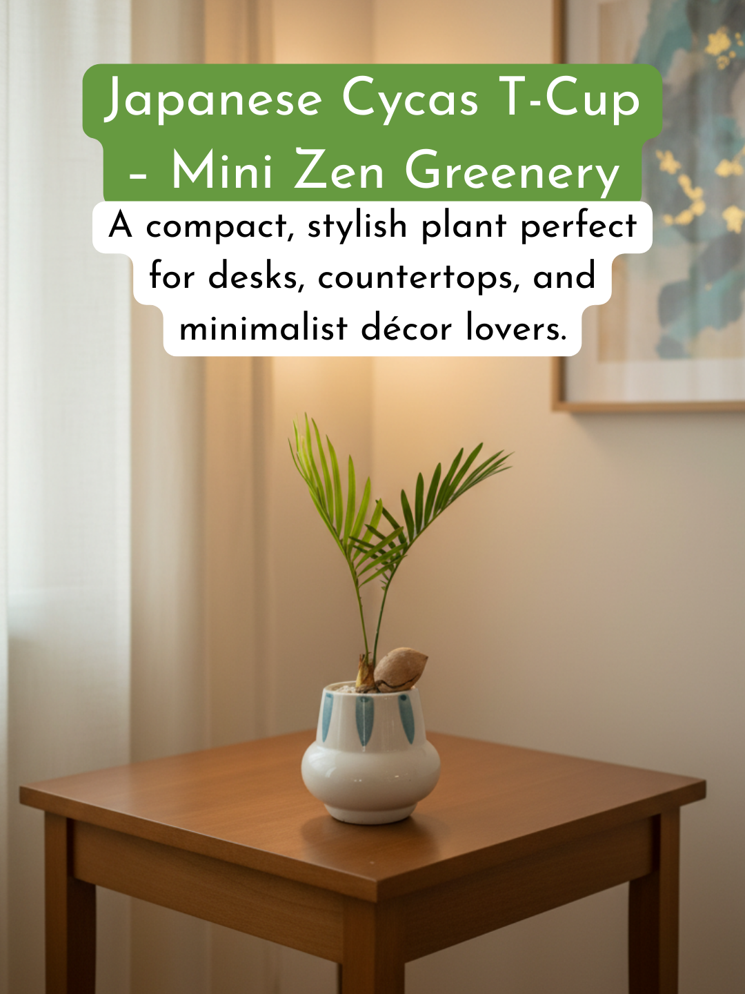 Cycas Japanese t-Cup Bonsai