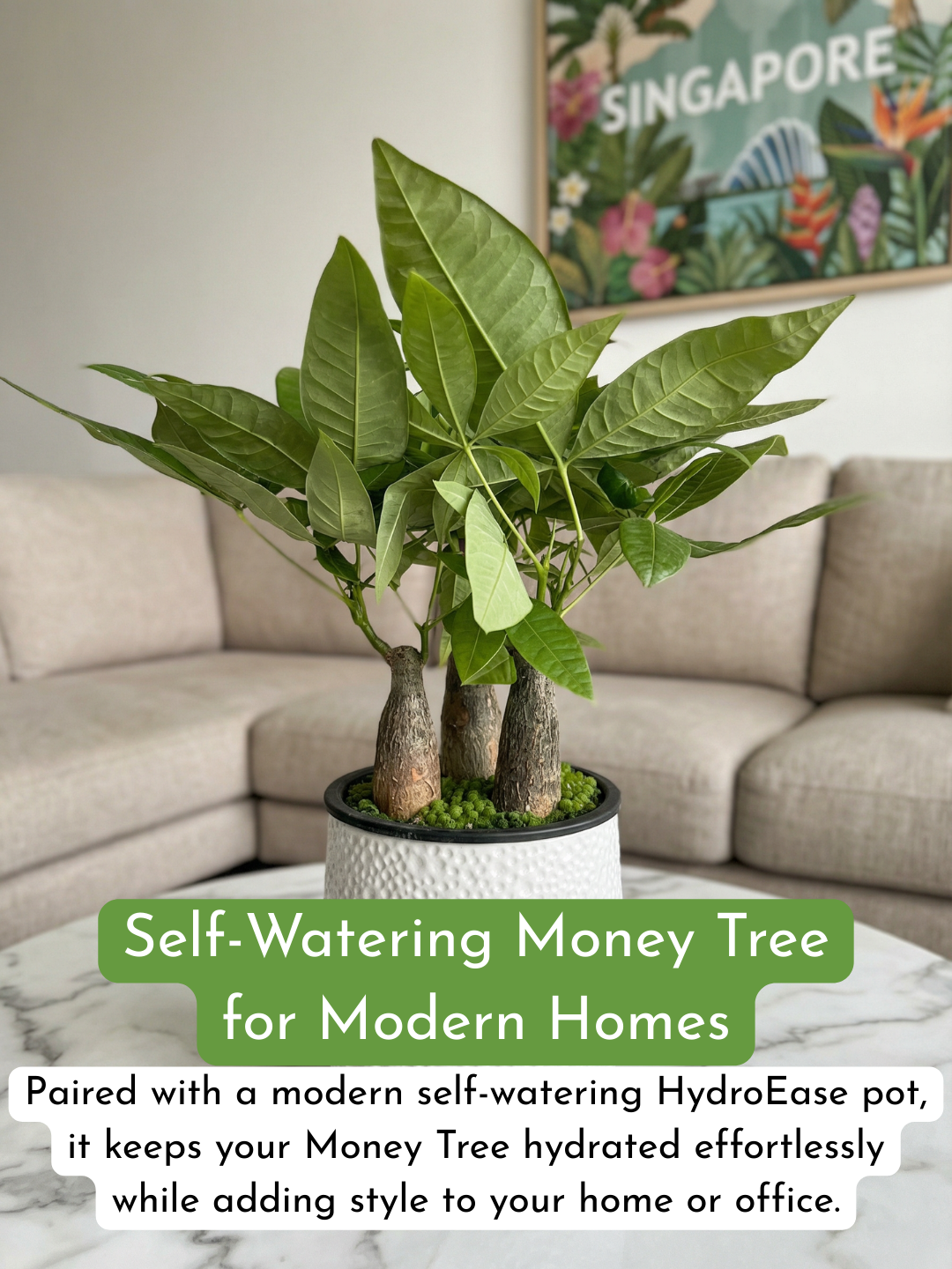 Money Tree Skyrocket HydroEase