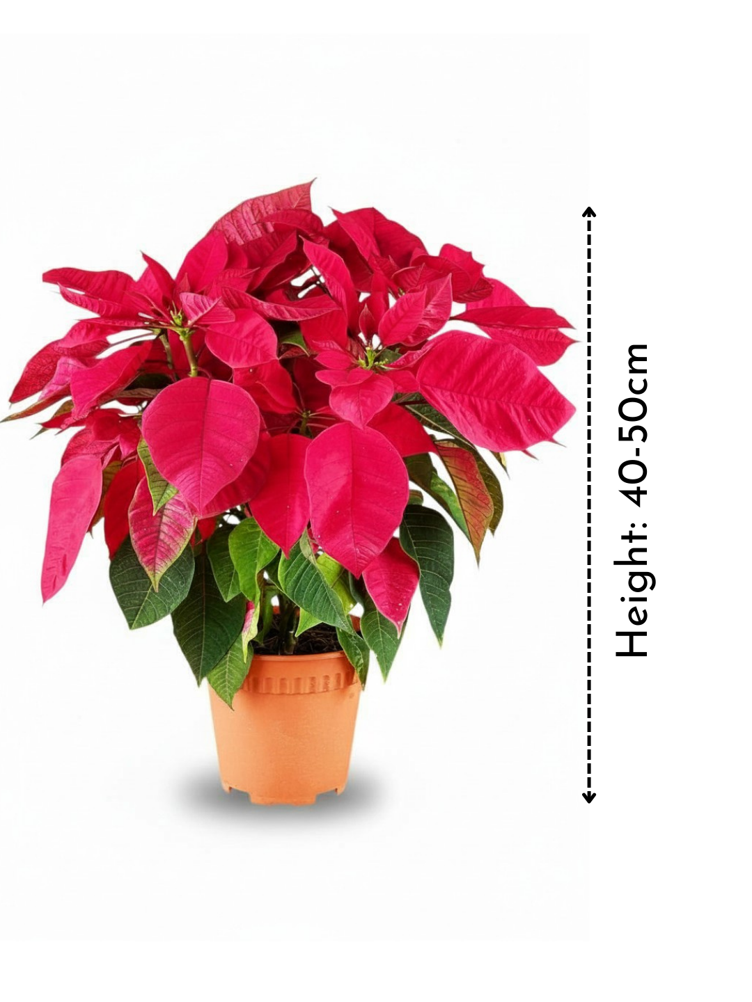 Poinsettia - Tall