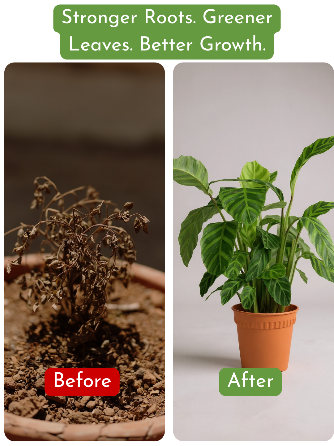 Down To Earth. All Purpose Plant Food