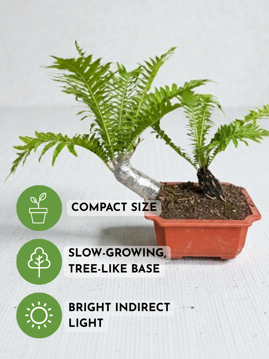 Bonsai Tree Fern - Silver Lady