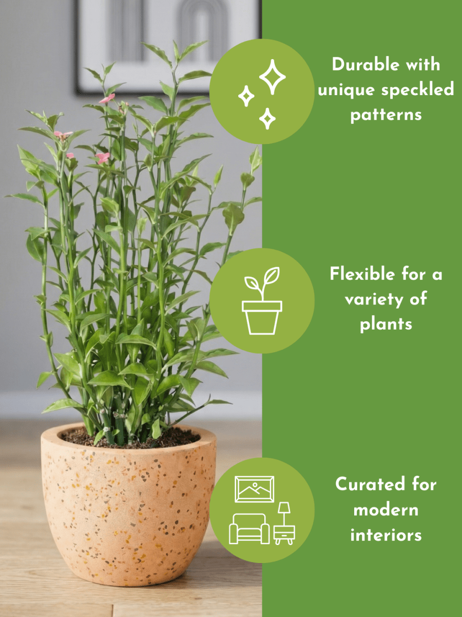 Egg Pots - Medium - Pots - POT-EGGP-GRYSML-2101 - Tumbleweed Plants - Online Plant Delivery Singapore