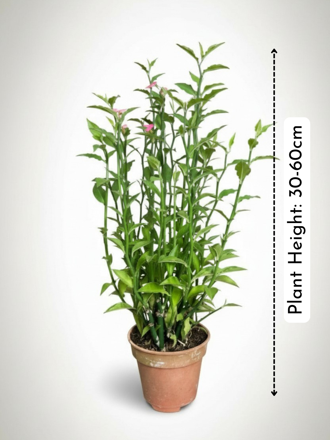 Euphorbia Milii - Bird Plant