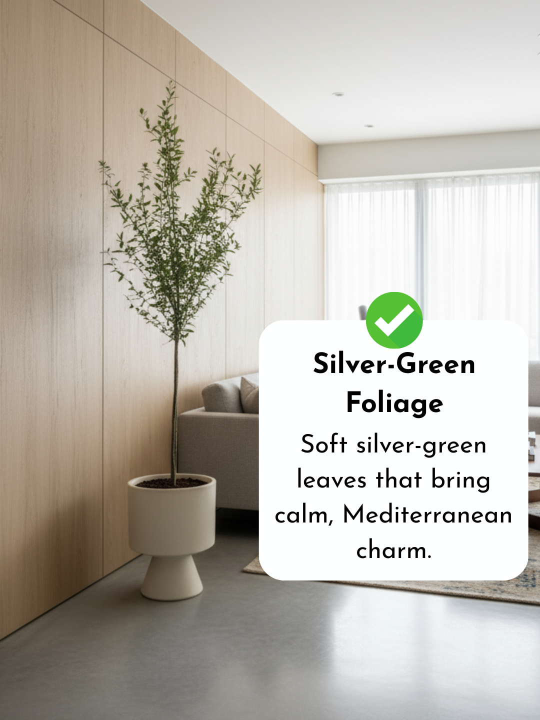 Big Olive Tree - Australia