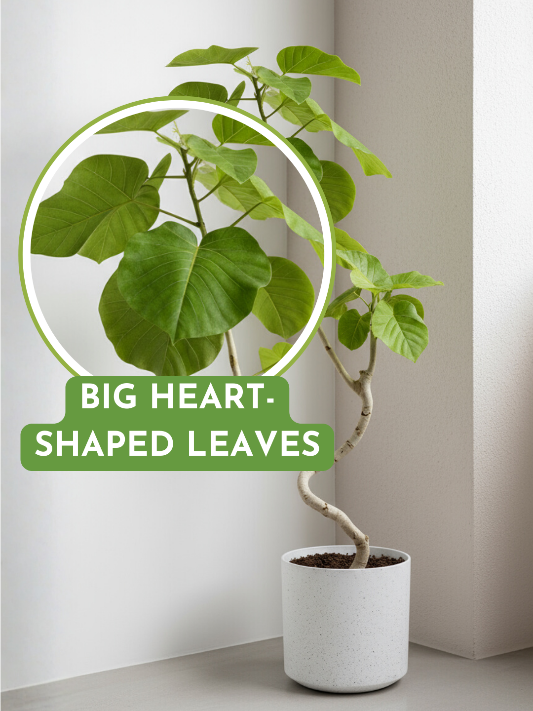 Big Bending Ficus Umbellata