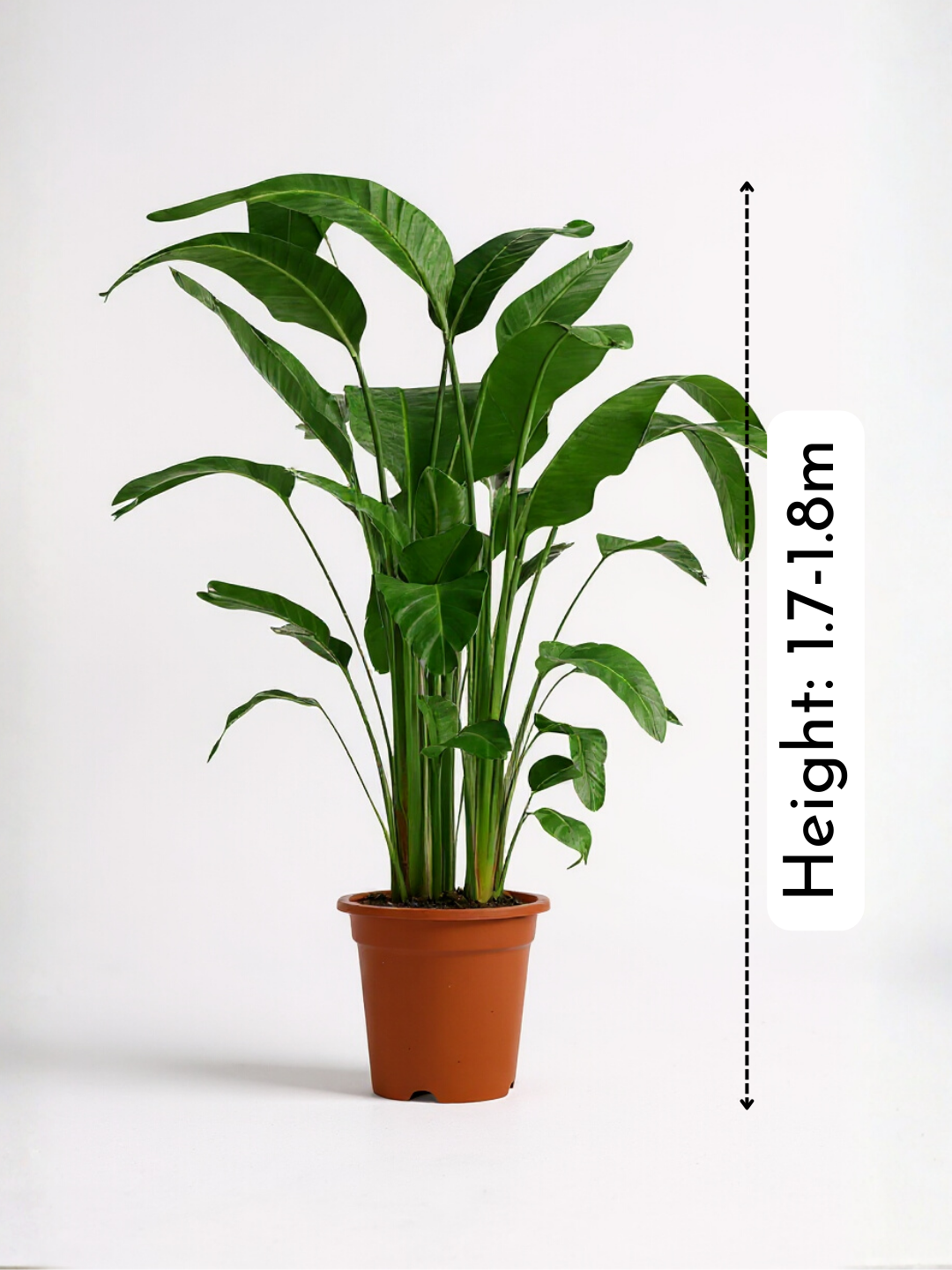 Bird of Paradise (1.1-1.6m)