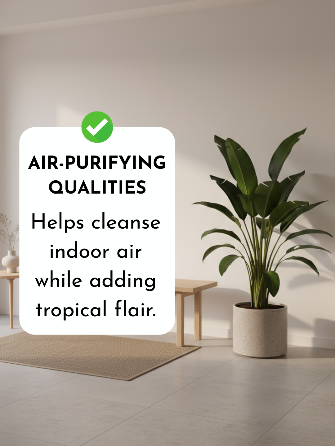 Bird of Paradise Reginae (1-1.2m)