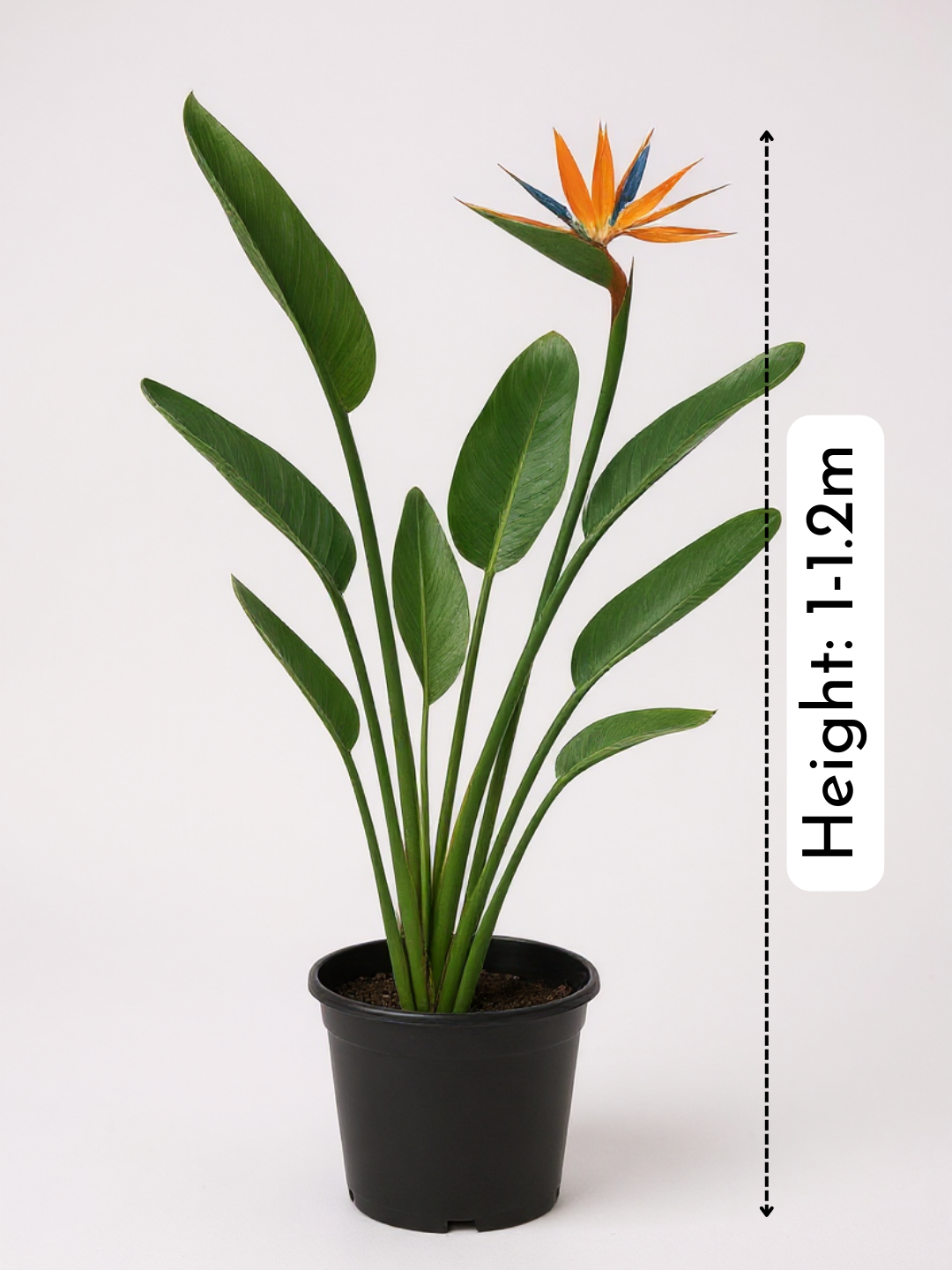 Bird of Paradise Reginae (1-1.2m)