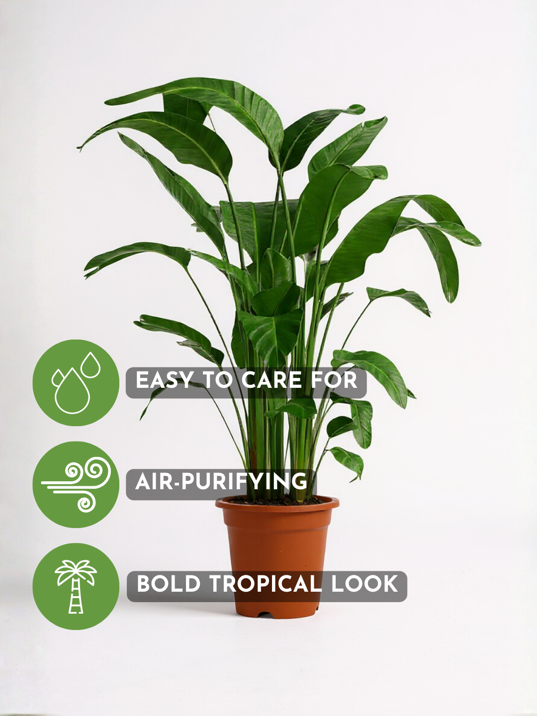 Bird of Paradise (1.1-1.6m)