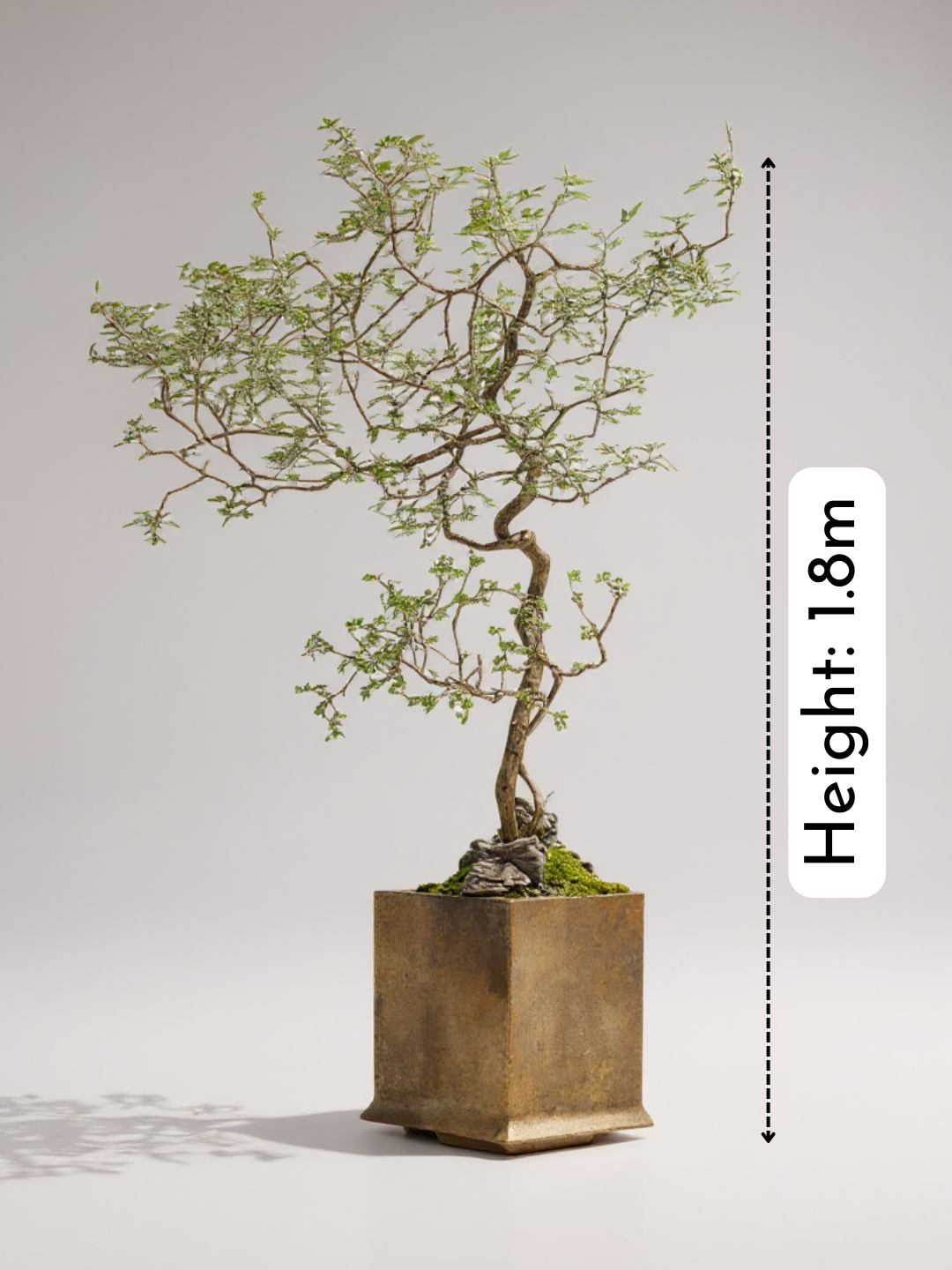 Chaste Tree - Real-Trunk Artificial