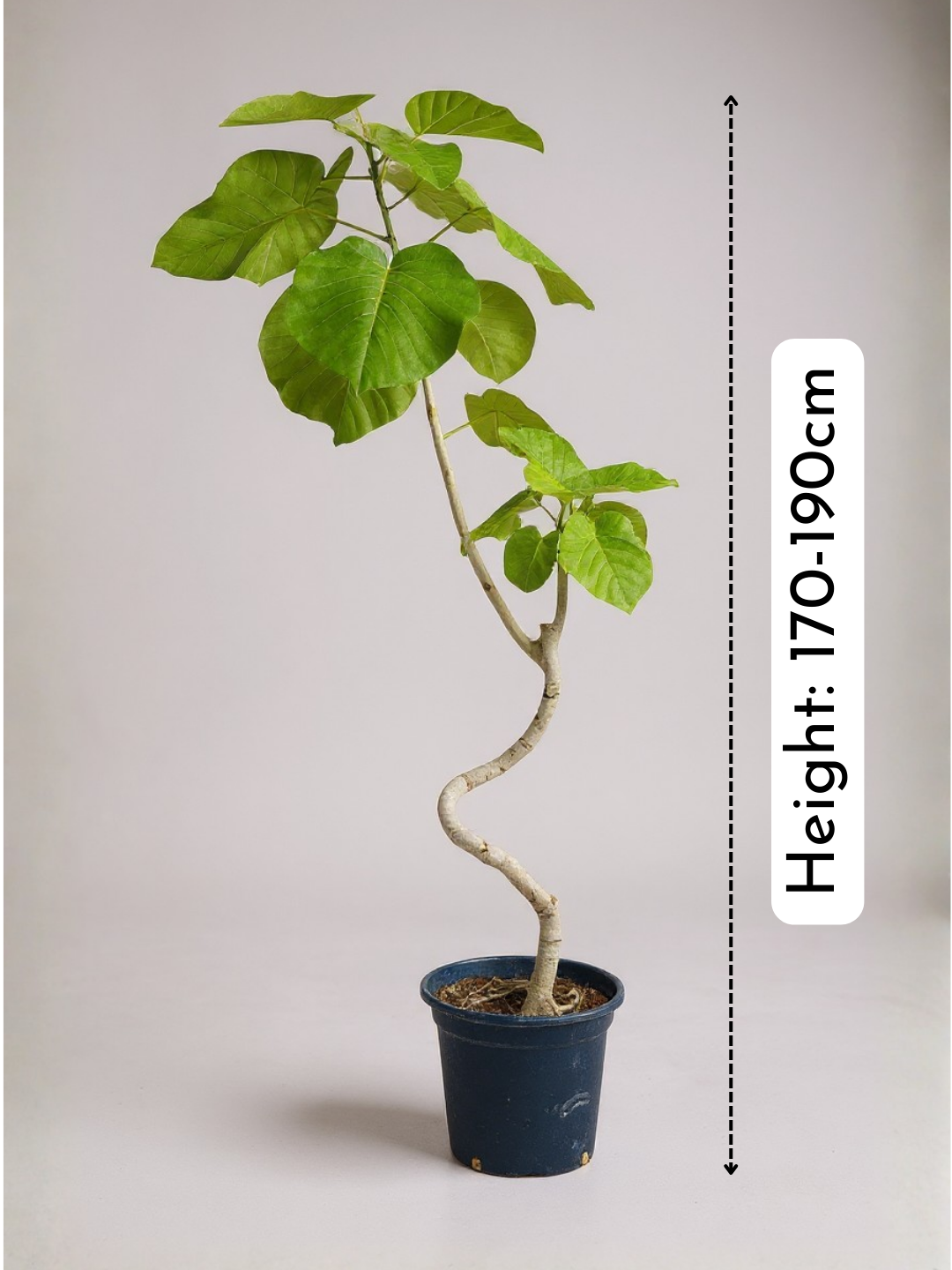 Big Bending Ficus Umbellata