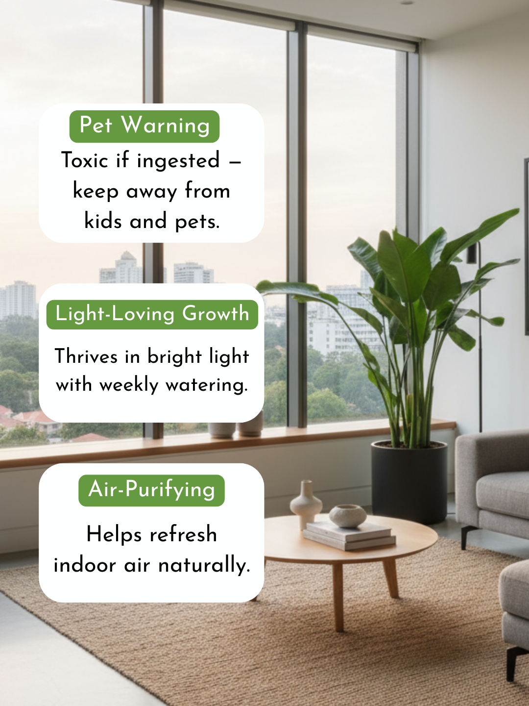 Bird of Paradise (1.1-1.6m)