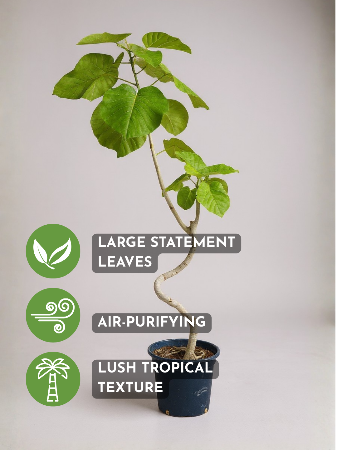 Big Bending Ficus Umbellata