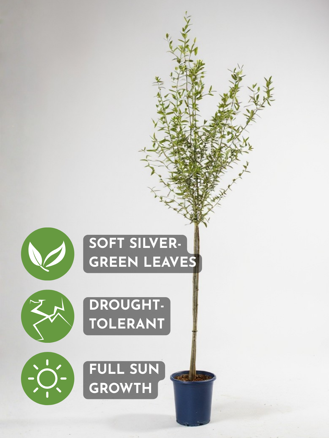 Big Olive Tree - Australia