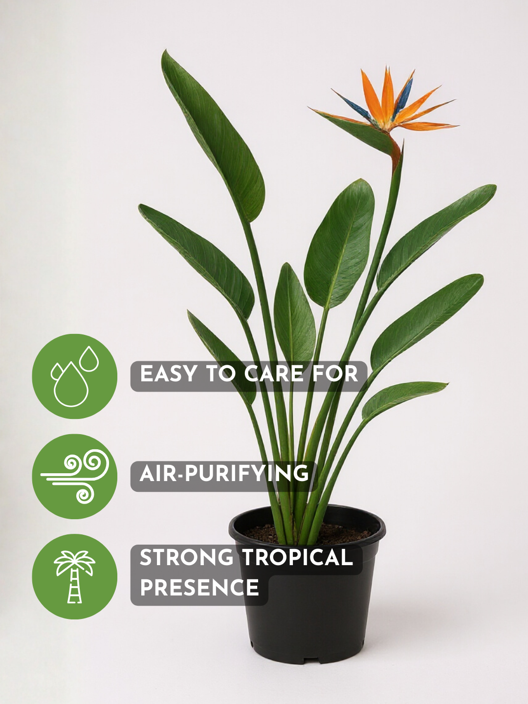 Bird of Paradise Reginae (1-1.2m)