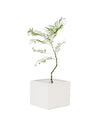 Jacaranda Mimosifolia (Japan) - grow pot - Potted plant - Tumbleweed Plants - Online Plant Delivery Singapore