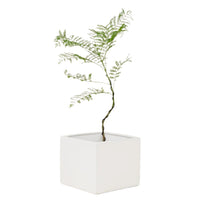 Jacaranda Mimosifolia (Japan)