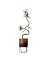 Japanese Black Pine - glass stand - Potted plant - Tumbleweed Plants - Online Plant Delivery Singapore
