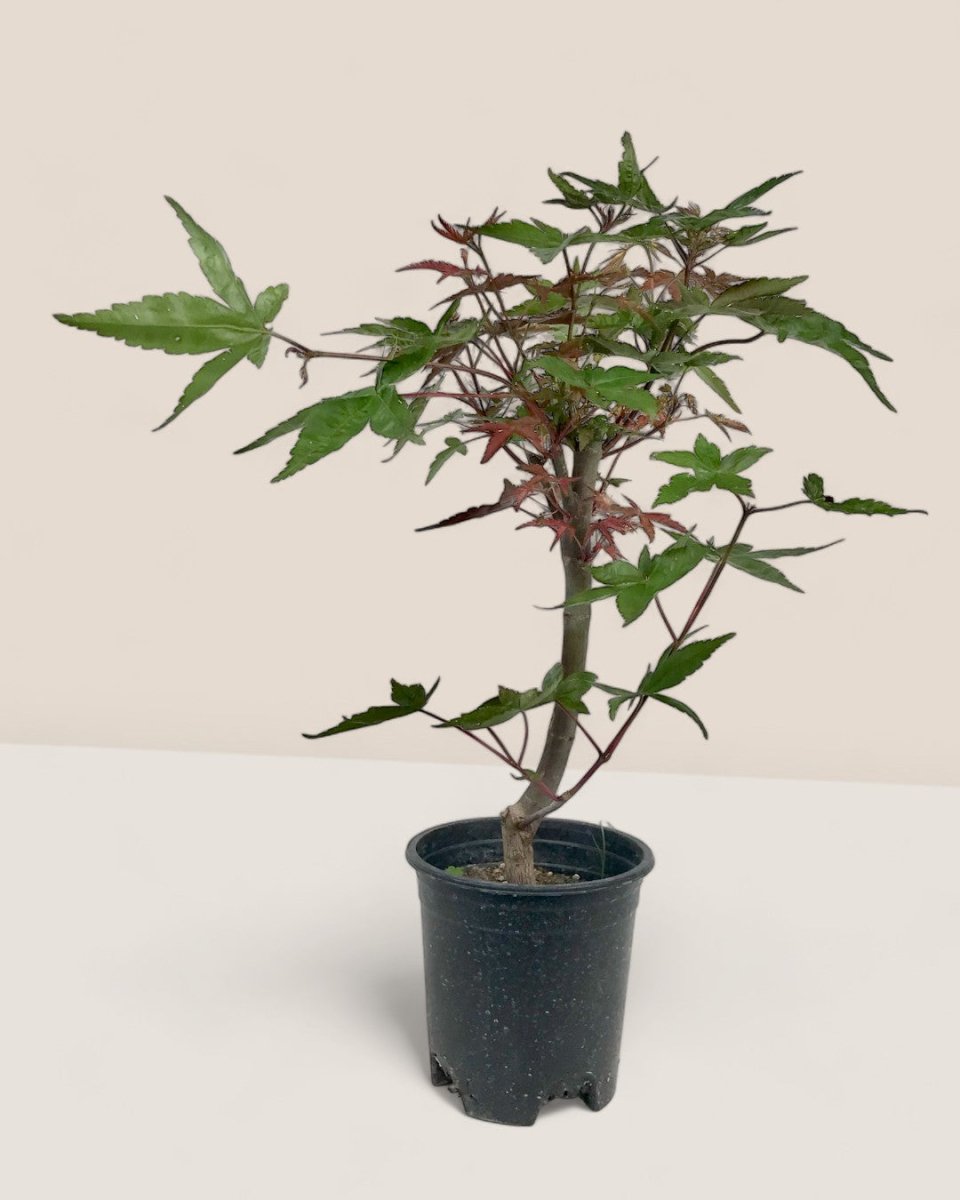 Japanese Maple - smoffy cement planter - square - Potted plant - Tumbleweed Plants - Online Plant Delivery Singapore