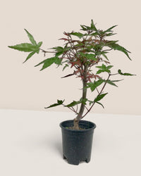 Japanese Maple - smoffy cement planter - square - Potted plant - Tumbleweed Plants - Online Plant Delivery Singapore