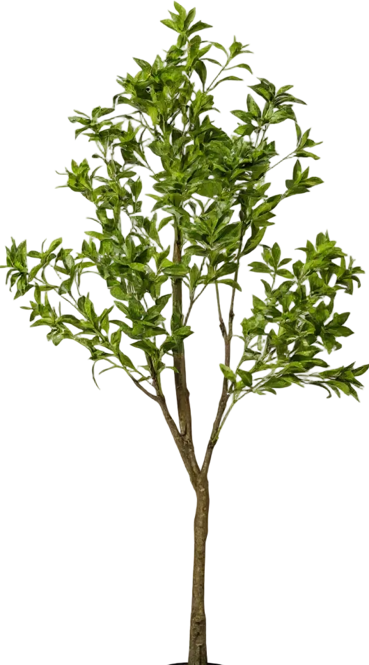 Japanese Andromeda (Life-like Artificial)