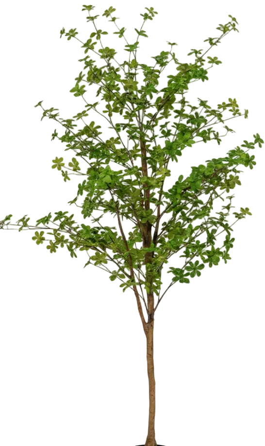 Japanese Andromeda (Life-like Artificial)