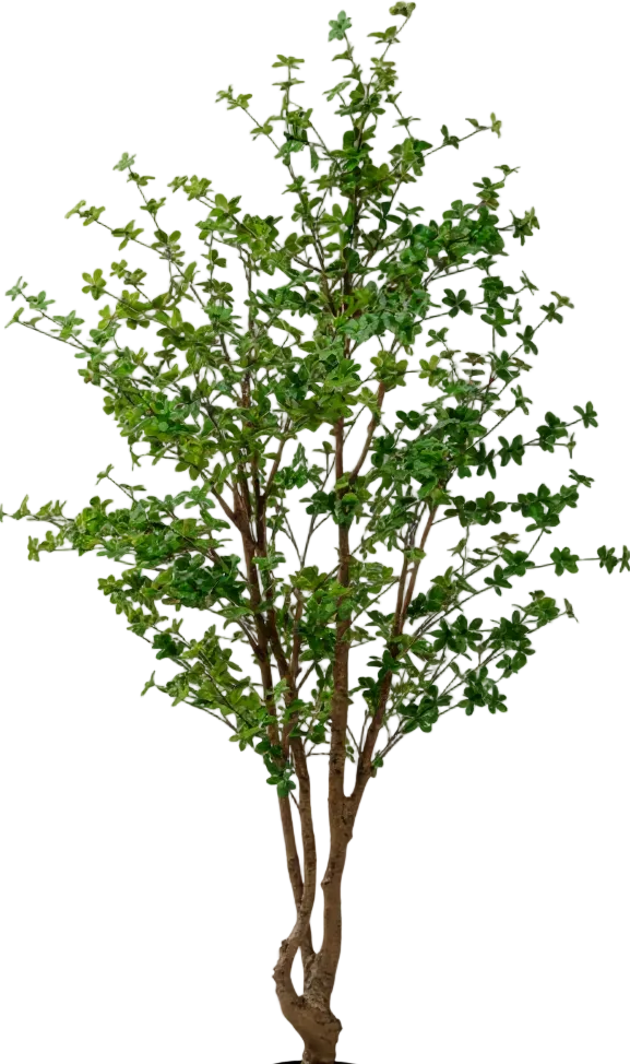 Japanese Andromeda (Life-like Artificial)