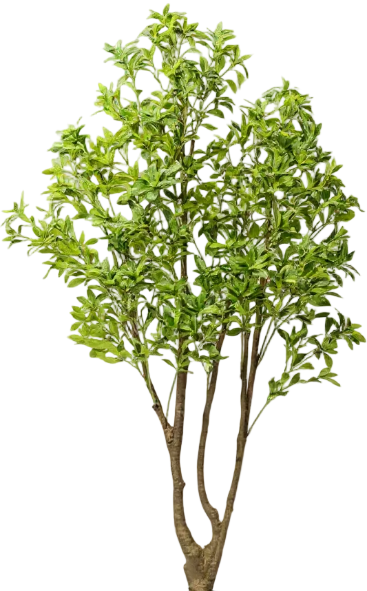 Japanese Andromeda (Life-like Artificial)