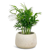 Java Palm