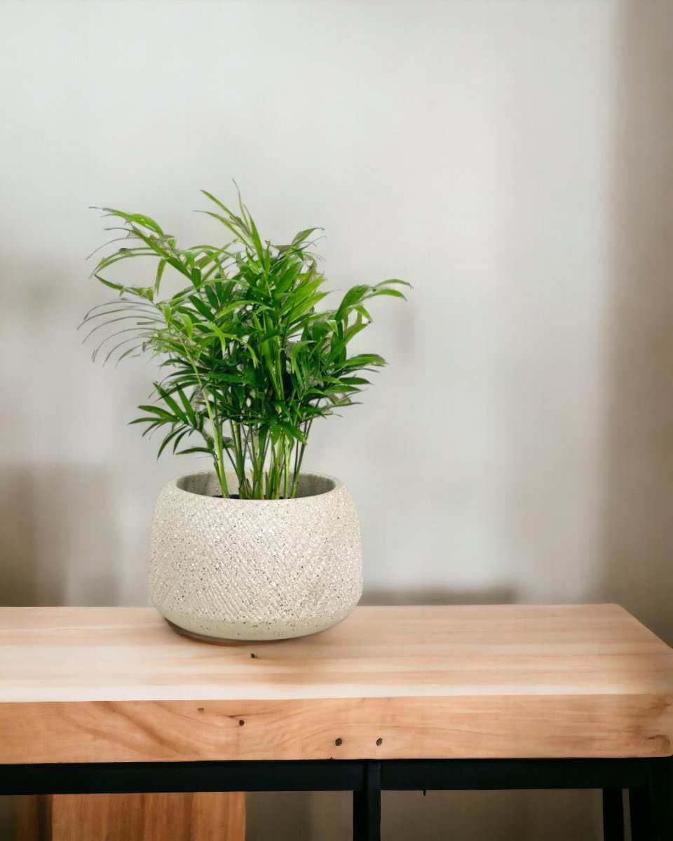 Java Palm - Buy Potted plant Online - Singapore – Tumbleweed Plants