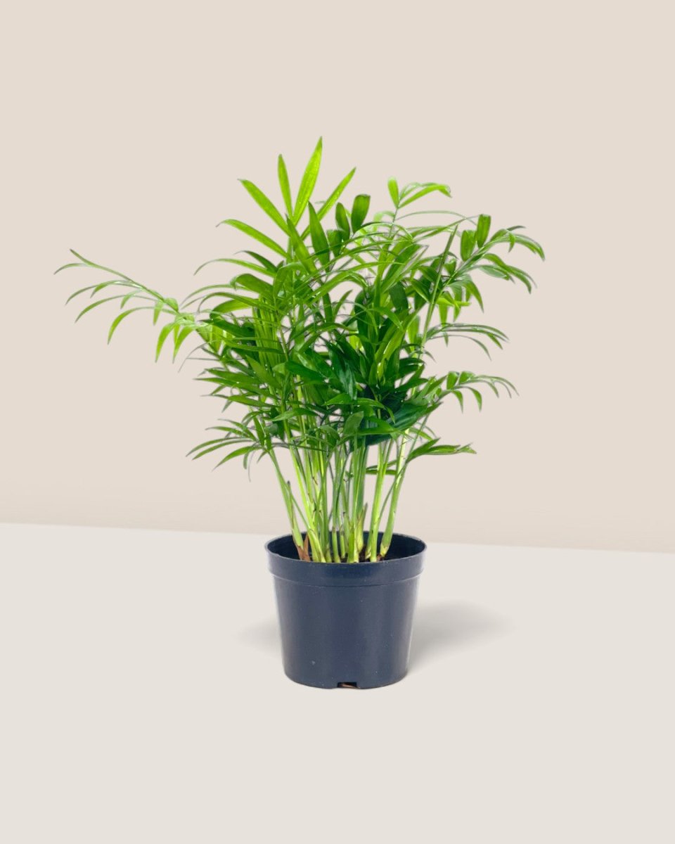 Java Palm - grow pot - Potted plant - Tumbleweed Plants - Online Plant Delivery Singapore