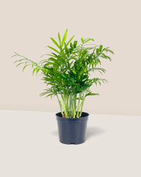 Java Palm - grow pot - Potted plant - Tumbleweed Plants - Online Plant Delivery Singapore