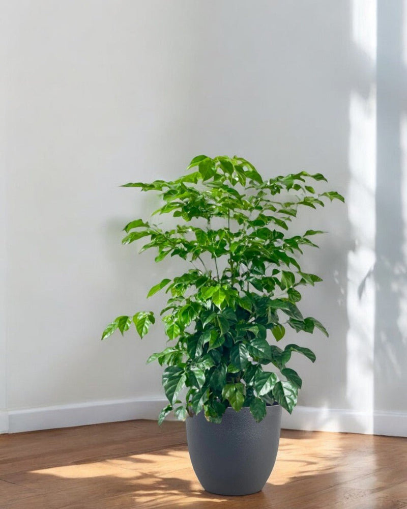 Junior China Doll Tree (0.5m) - Potted plant - POTT - JUIN - GRW - 5623 - Tumbleweed Plants - Online Plant Delivery Singapore