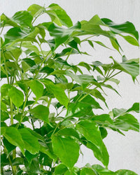 China Doll Tree (0.7m) - grow pot - Potted plant - Tumbleweed Plants - Online Plant Delivery Singapore