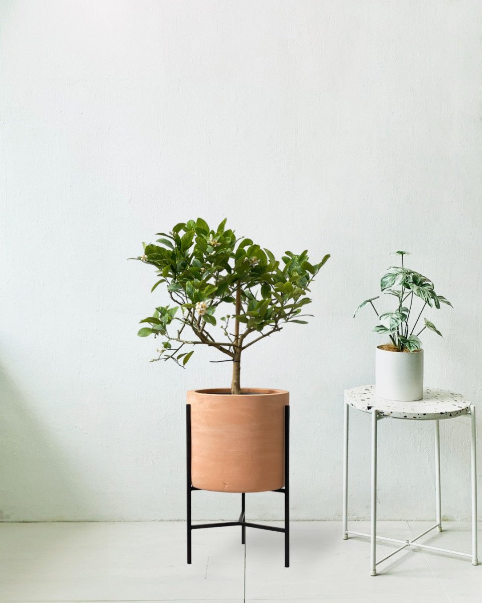 Junior Lemon Tree - sedona stand - Potted plant - Tumbleweed Plants - Online Plant Delivery Singapore