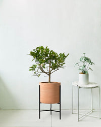 Junior Lemon Tree - sedona stand - Potted plant - Tumbleweed Plants - Online Plant Delivery Singapore