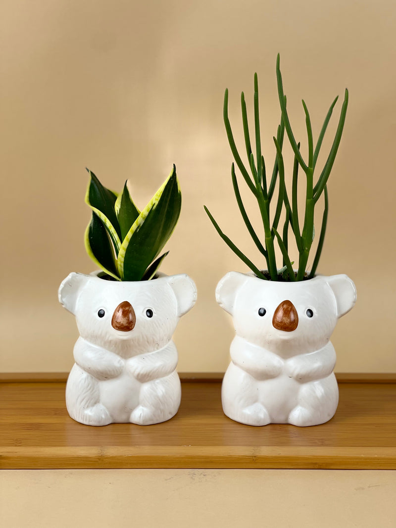 Koala Planters - Pots -  Tumbleweed Plants