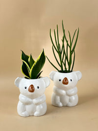 Koala Planters - Pots -  Tumbleweed Plants