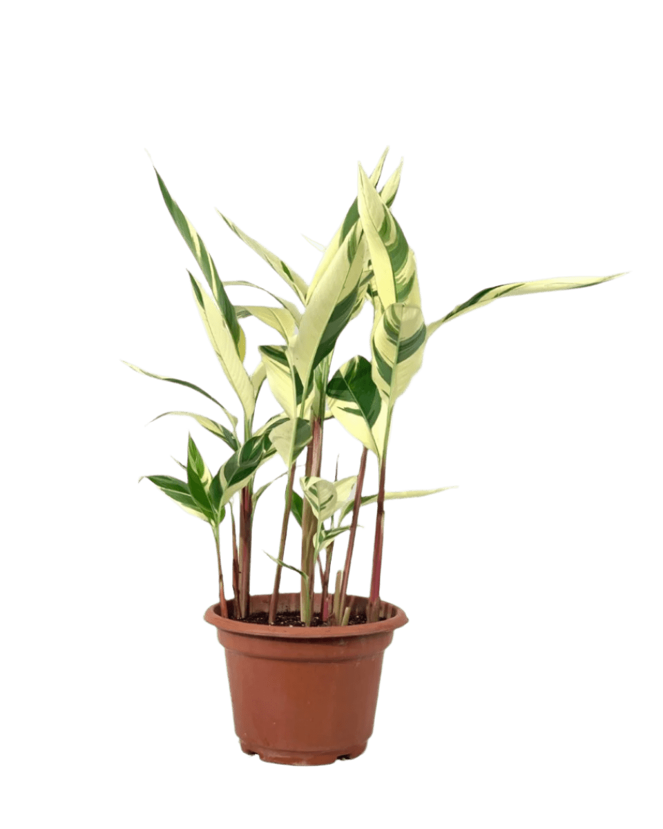Lady Di Heliconia (Variegated) - Potted plant - POTT - LADY - CMGGP - 3655 - Tumbleweed Plants - Online Plant Delivery Singapore