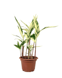Lady Di Heliconia (Variegated) - Potted plant - POTT - LADY - CMGGP - 3655 - Tumbleweed Plants - Online Plant Delivery Singapore