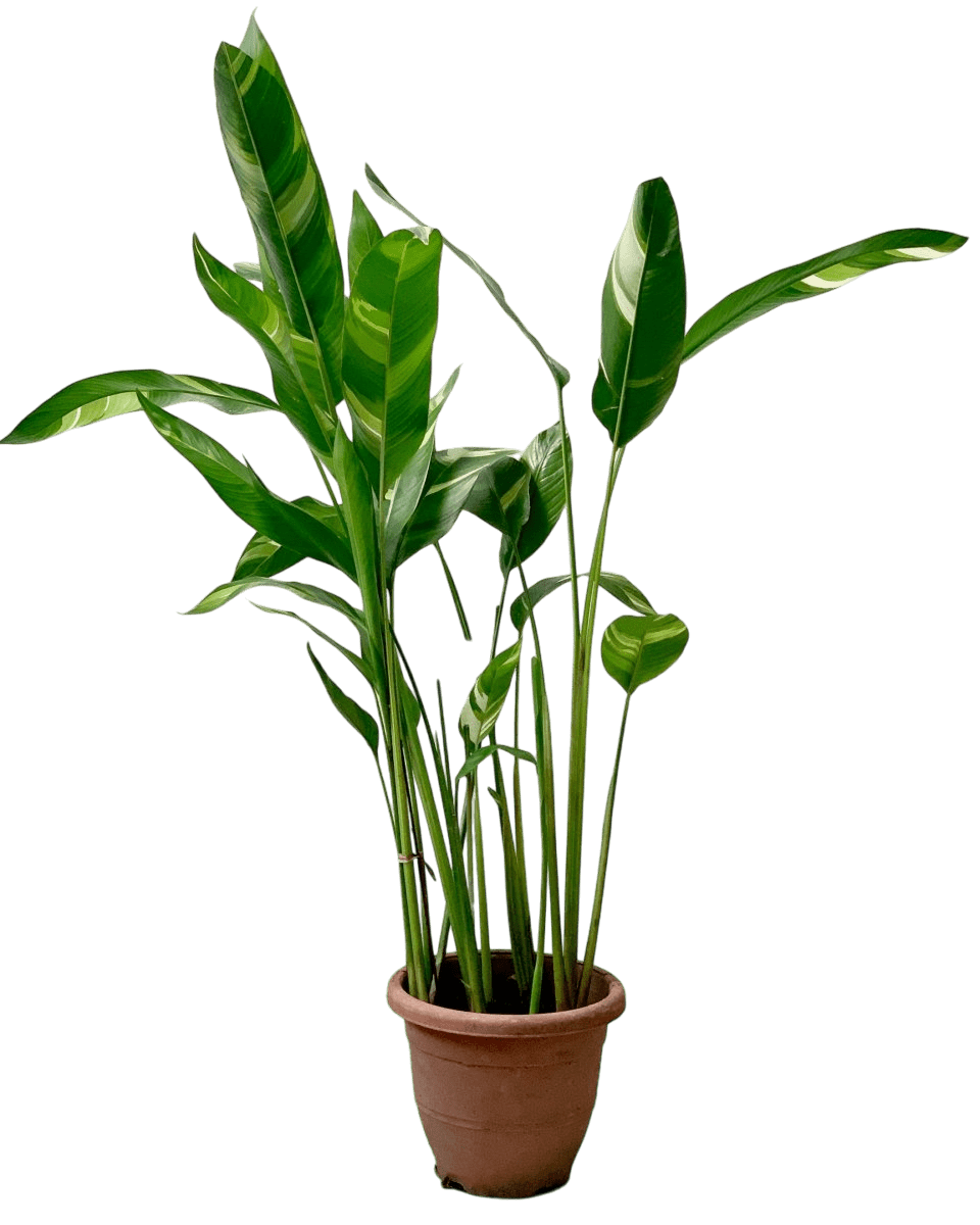 Lady Di Heliconia (Variegated) - Potted plant - POTT - LADY - CMGGP - 3651 - Tumbleweed Plants - Online Plant Delivery Singapore