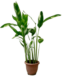 Lady Di Heliconia (Variegated) - Potted plant - POTT - LADY - CMGGP - 3651 - Tumbleweed Plants - Online Plant Delivery Singapore