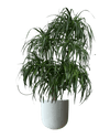 Large Dracaena Tree - Potted plant - POTT - LARG - MGRW - 4144 - Tumbleweed Plants - Online Plant Delivery Singapore